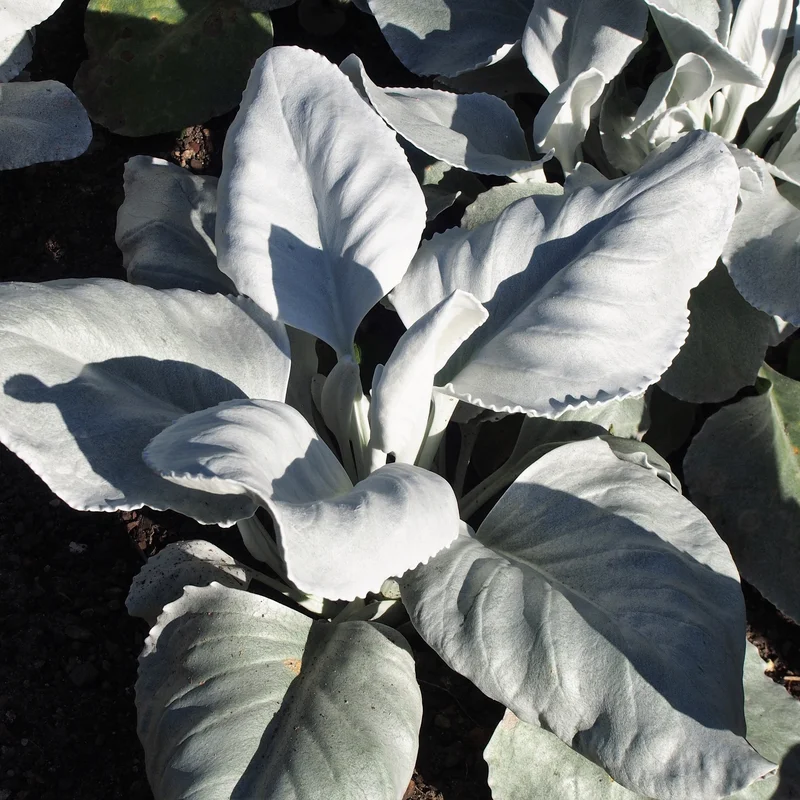 SENECIO ANGEL WINGS 3Ltr