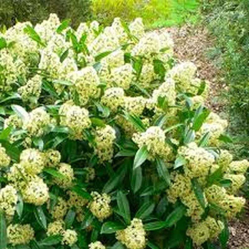 Skimmia jap. MarlotP13