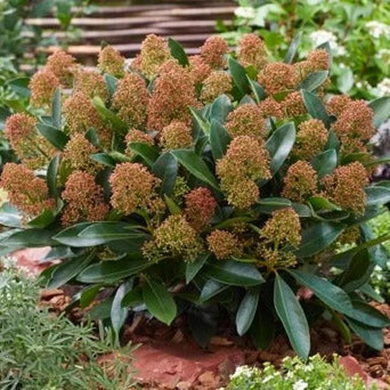 Skimmia jap. Miracle