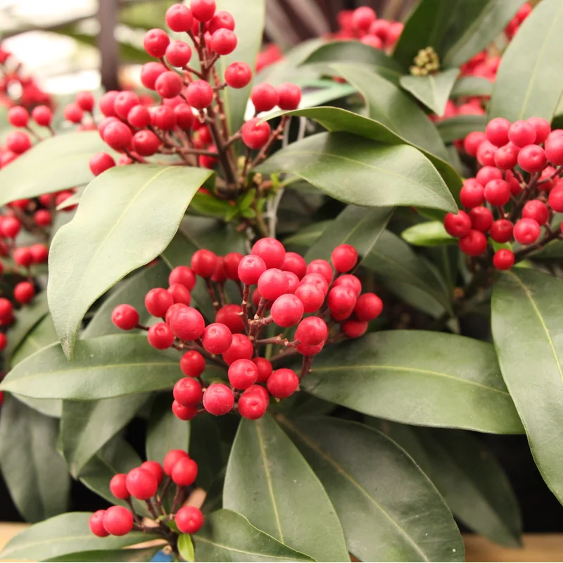 Skimmia Jap. Reevesiana Janney
