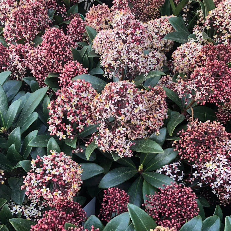 Skimmia jap. RubellaC1.515-20 flwr.