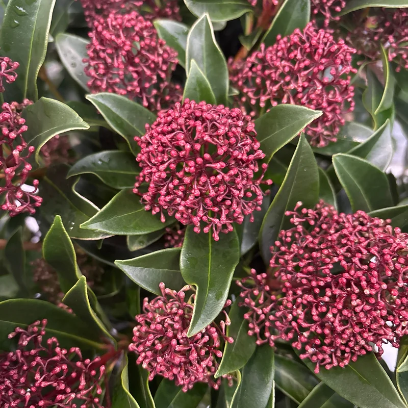Skimmia jap. Rubesta Cuba12 Ltr pot