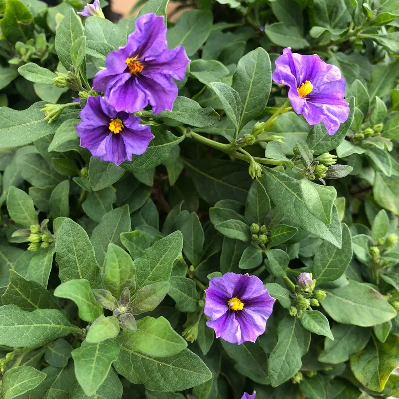 Solanum Blue FountainP19, on a stem