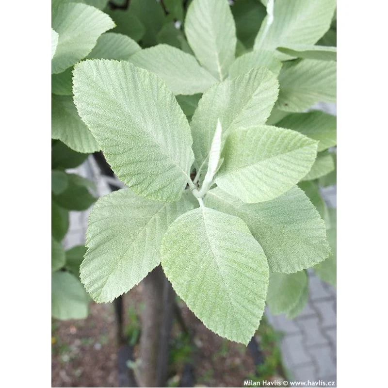 SORBUS ARIA LUTESCENS