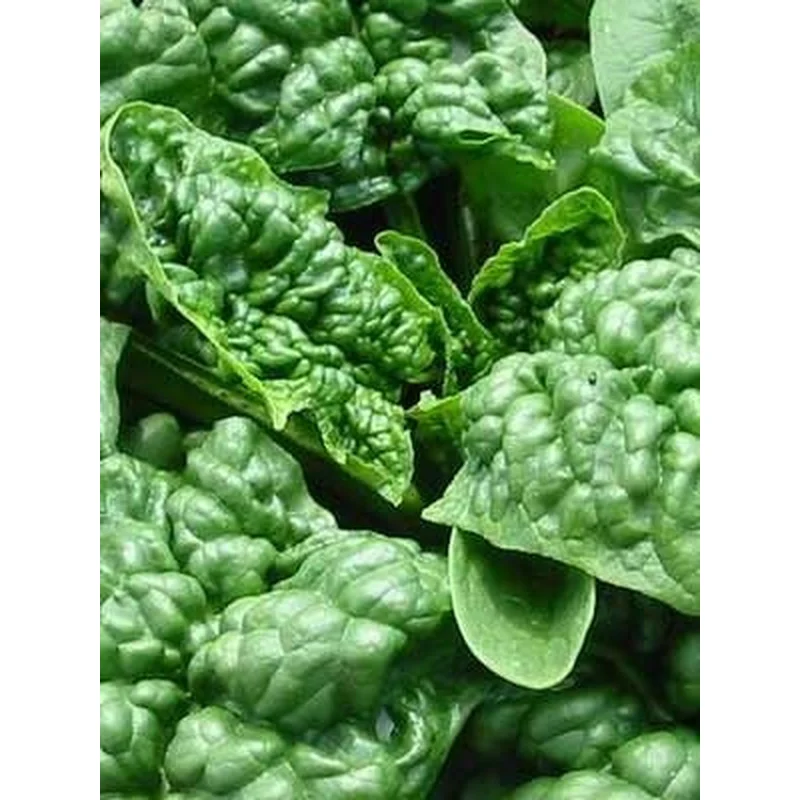 SPINACH BLOOMSDALE – FLAT OF 32 PLANTS