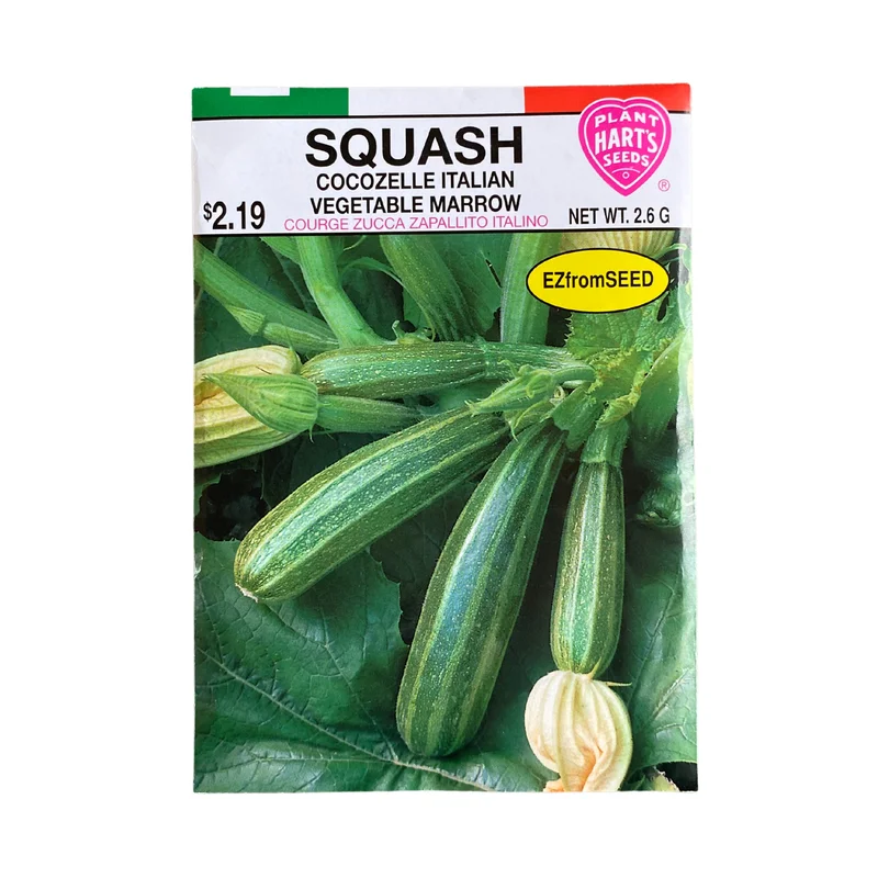 Squash Cocozelle