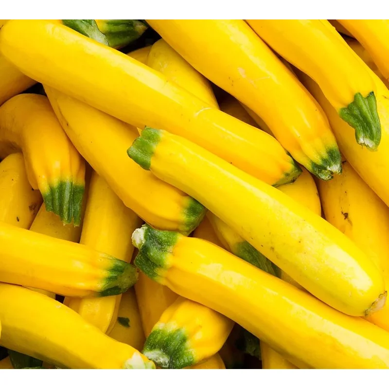 SQUASH SUMMER GOLDRUSH