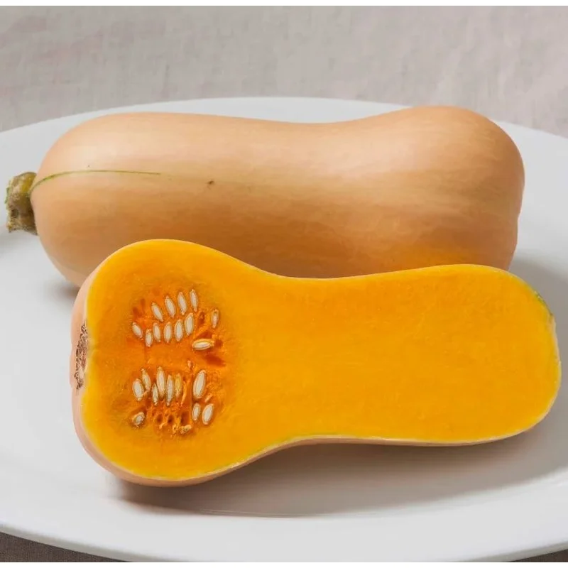 SQUASH WINTER EARLY BUTTERNUT – 4″ POT