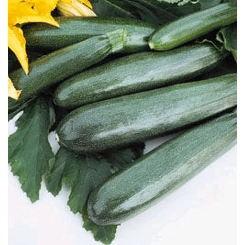 SQUASH ZUCHINNI ELITE – 4″ POT