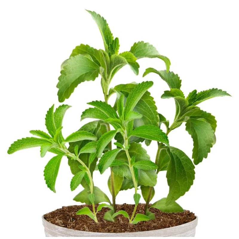 STEVIA REBUDIANA STEVIA THE SUGAR HERB