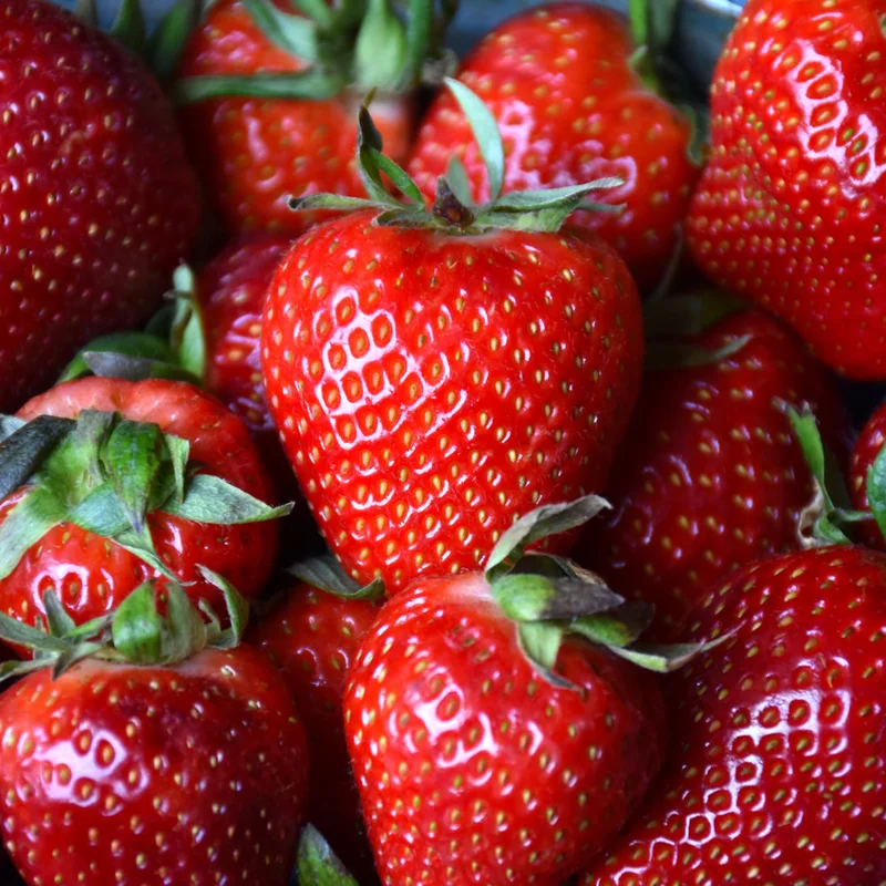 STRAWBERRY ALBION EVERBEARING