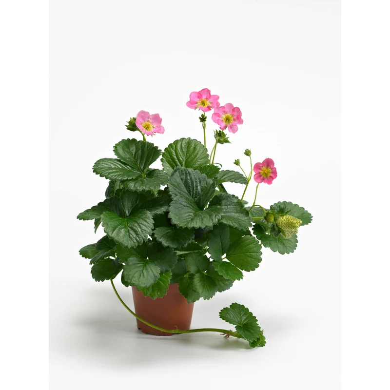 STRAWBERRY BERRI BASKET HOT PINK – 4″ POT