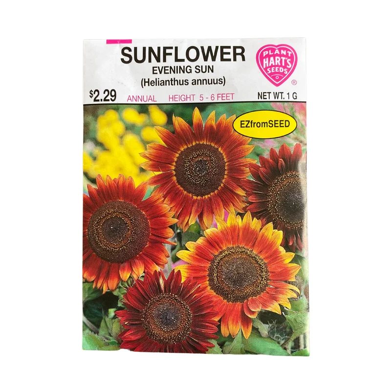 Sunflower Evening Sun