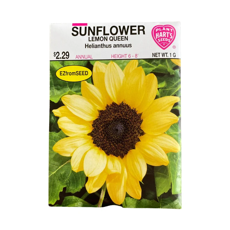 Sunflower Lemon Queen