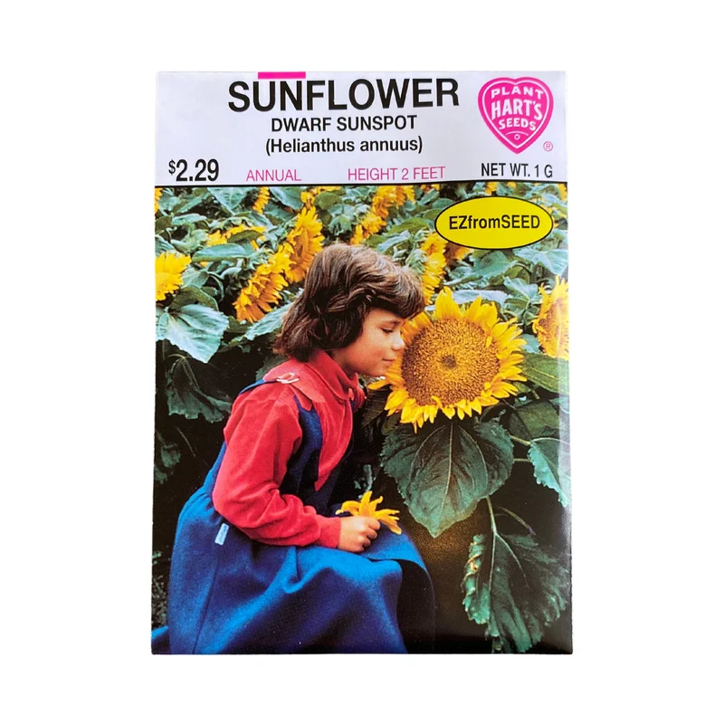 Sunflower Sunspot