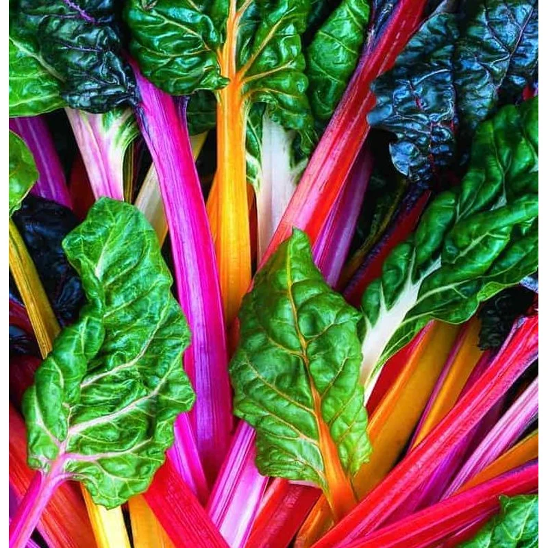 SWISS CHARD BRIGHT LIGHTS – FLAT OF 32 PLANTS