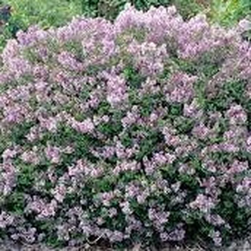 Syringa meyeri Palibin4.5 Ltr pot