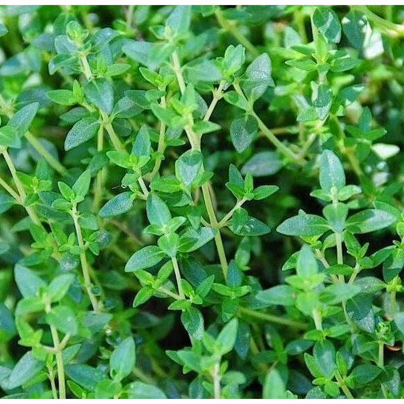 THYMUS VULGARIS GARDEN, COMMON THYME