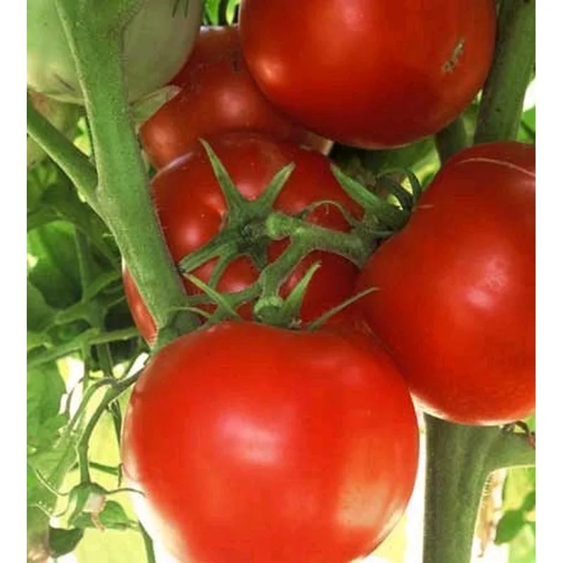 TOMATO ACE – FLAT OF 32 PLANTS