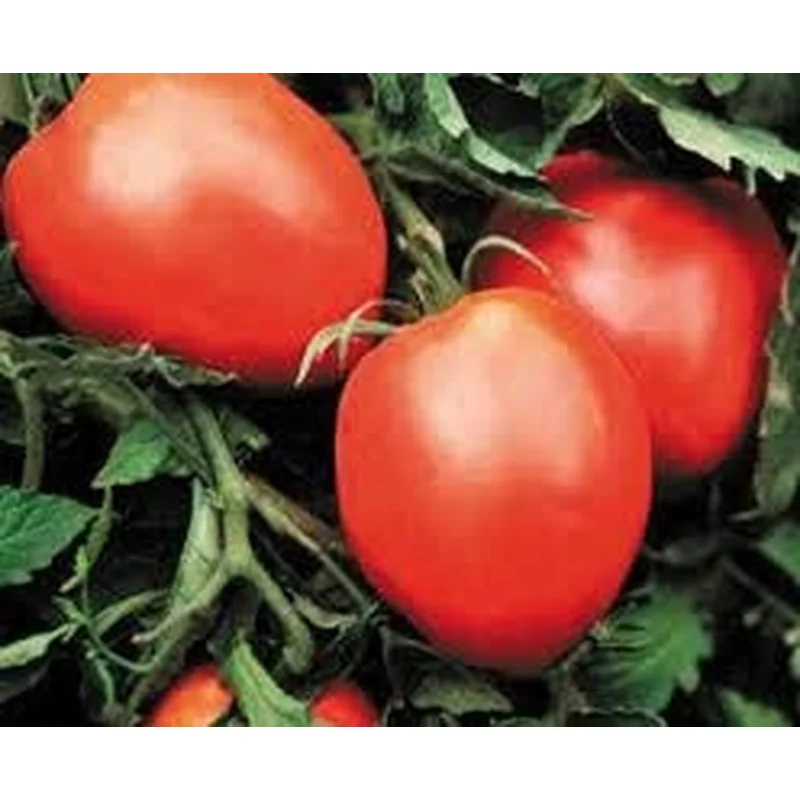 TOMATO AMISH PASTE – 4″ POT