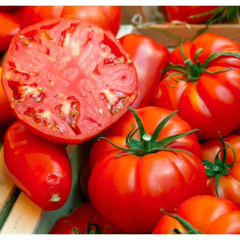 TOMATO BEEFSTEAK – 8″ POT