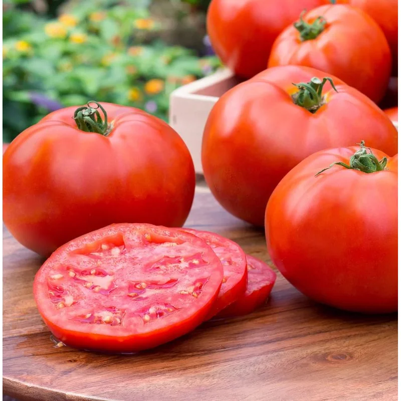 TOMATO BETTER BOY – 4″ POT