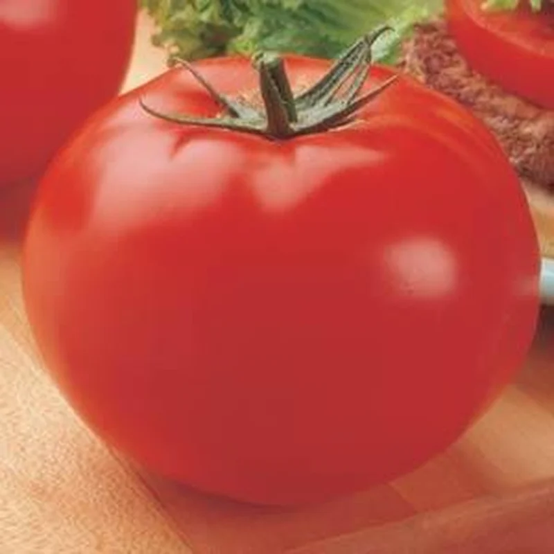 TOMATO BIG BEEF – FLAT OF 32 PLANTS