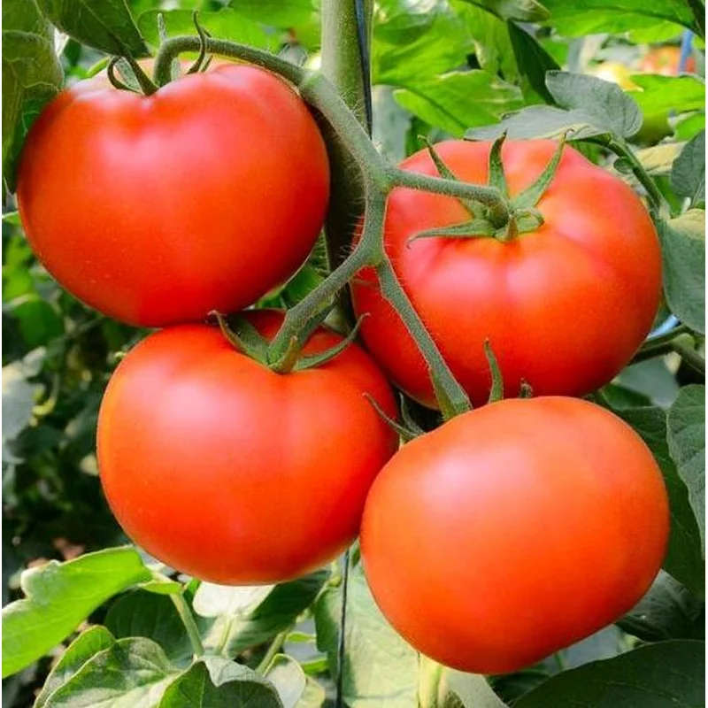 TOMATO BONNY BEST – FLAT OF 32 PLANTS