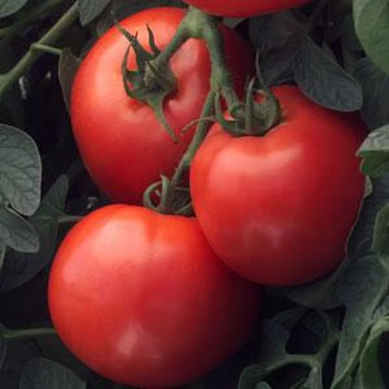 TOMATO BUSH EARLY GIRL – 4″ POT