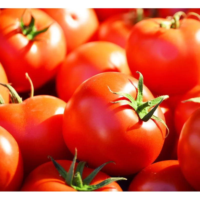 TOMATO CELEBRITY – FLAT OF 32 PLANTS