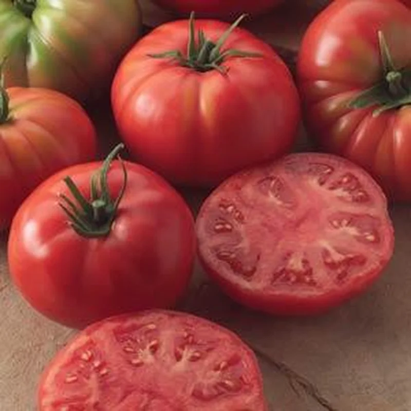 TOMATO CHAMPION – 7 GALLON WITH CAGE