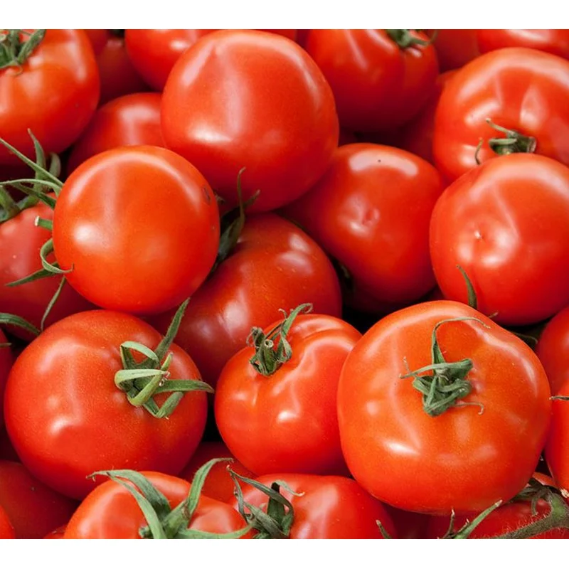 TOMATO EARLY GIRL – FLAT OF 32 PLANTS
