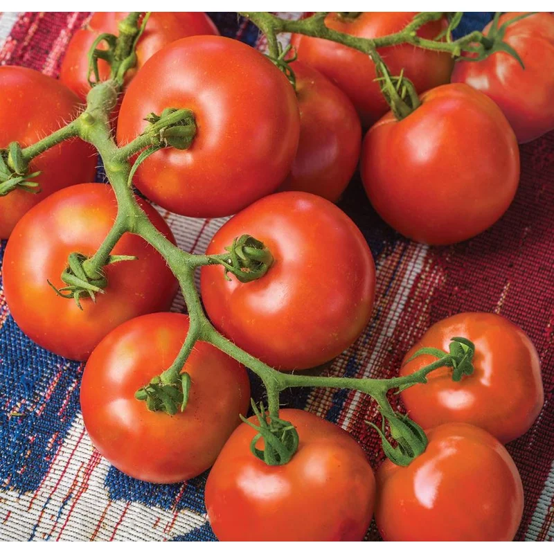 TOMATO FOURTH OF JULY – 2 GALLON WITH CAGE