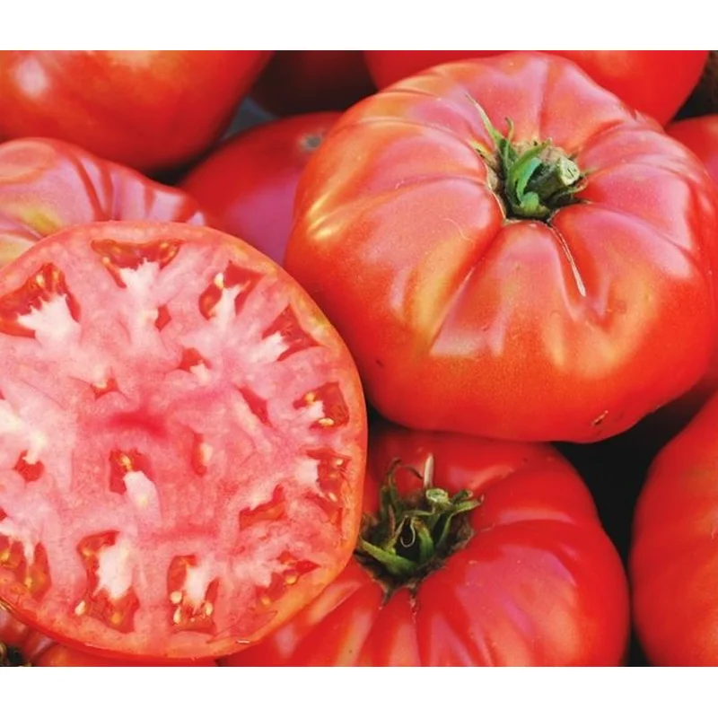 TOMATO GERMAN JOHNSON – 4″ POT