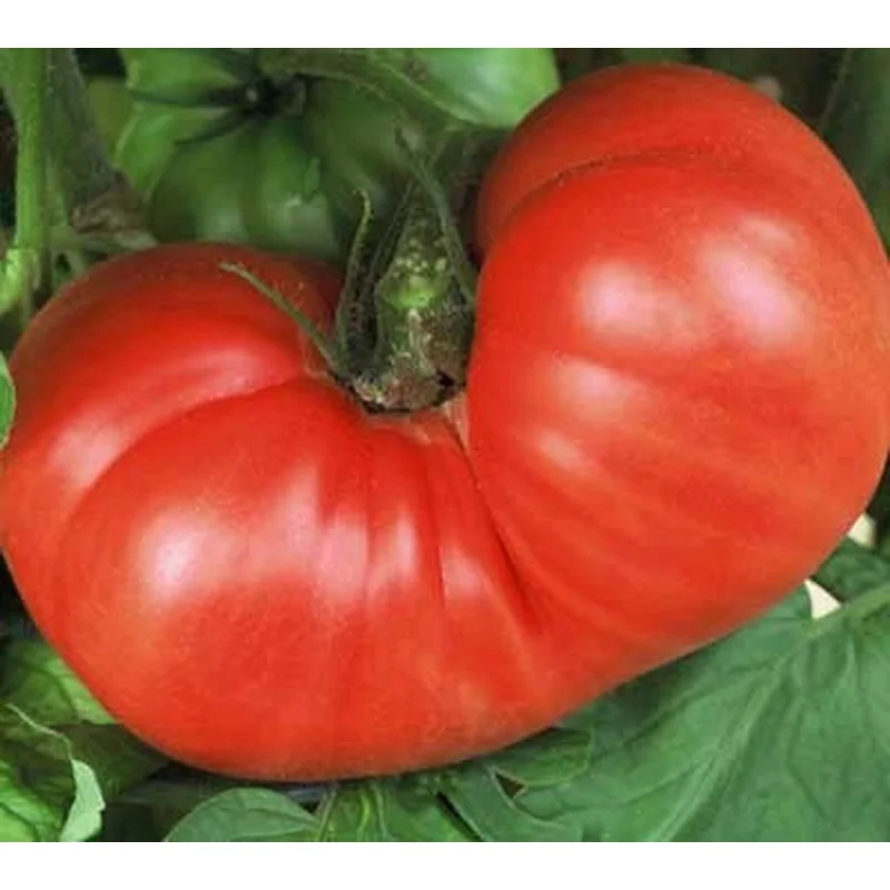 TOMATO GOLIATH BUSH – 2 GALLON WITH CAGE