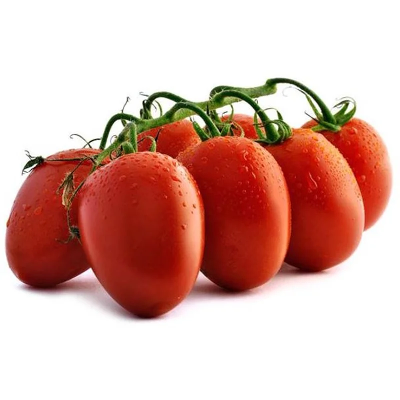 TOMATO HEALTH KICK – 4″ POT