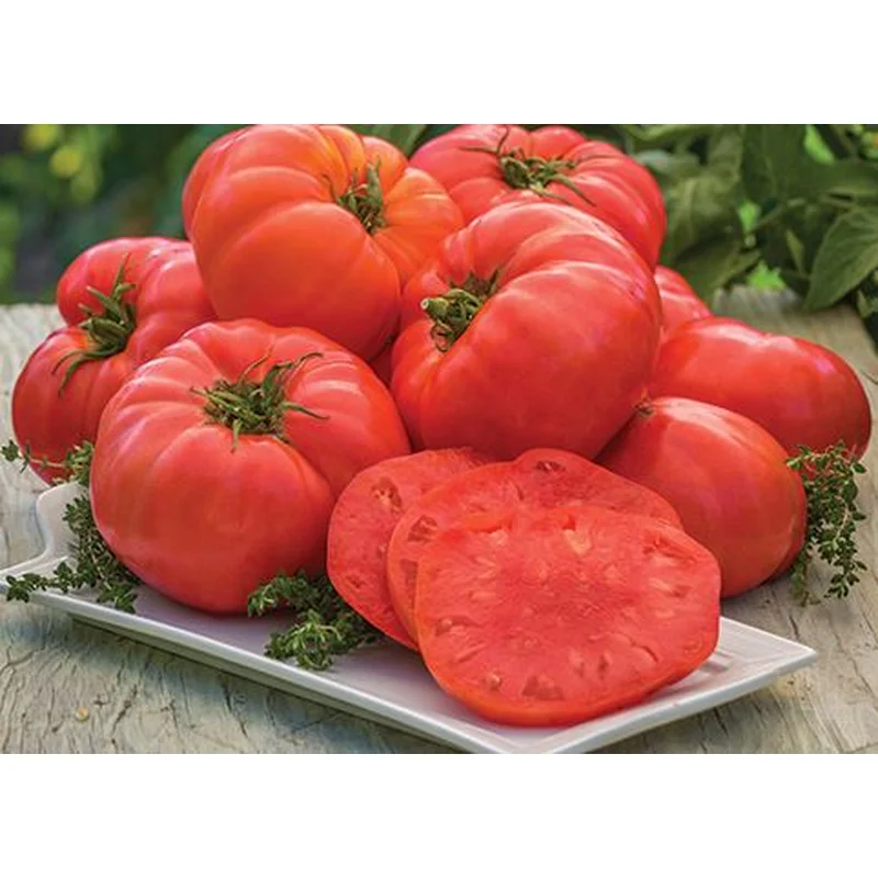 TOMATO ITALIAN GIANT BEEFSTEAK – 4″ POT