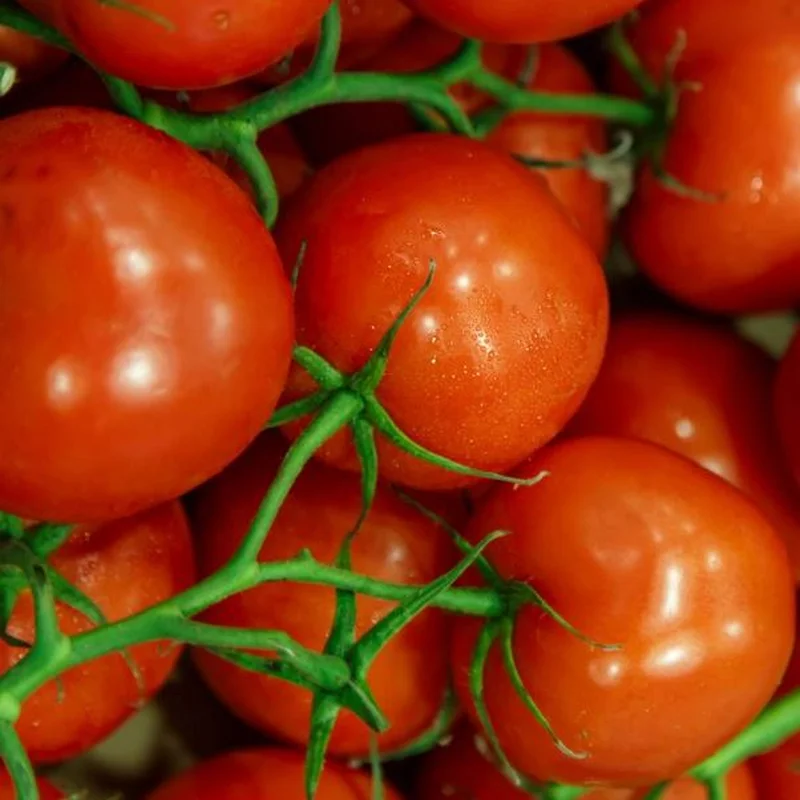 TOMATO JET STAR – FLAT OF 32 PLANTS