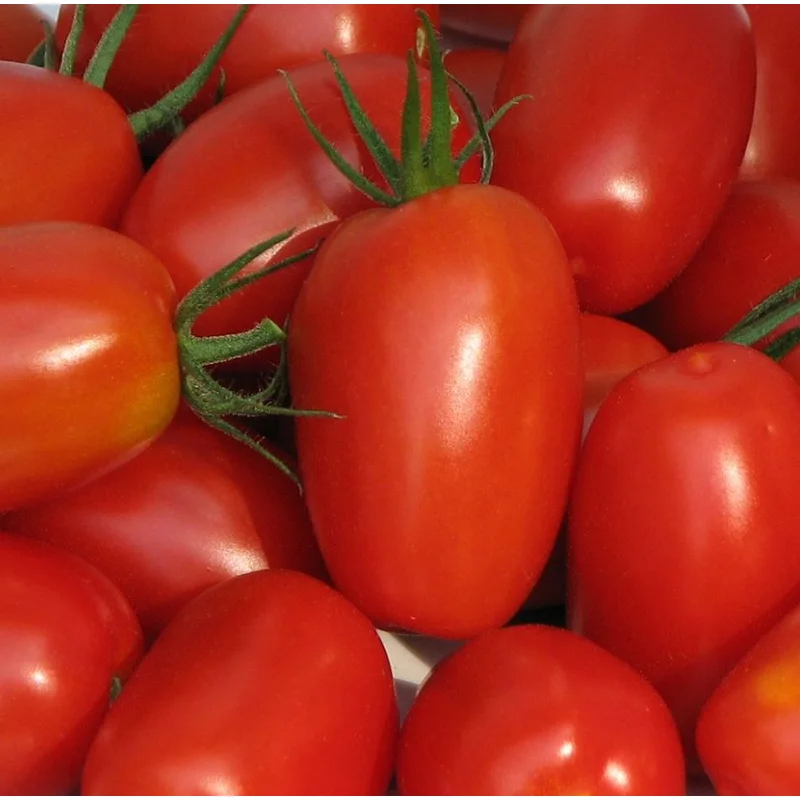 TOMATO JULIET – 7 GALLON WITH CAGE