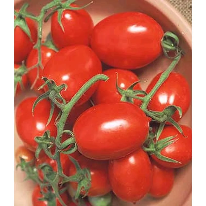 TOMATO LA ROMA – 4″ POT