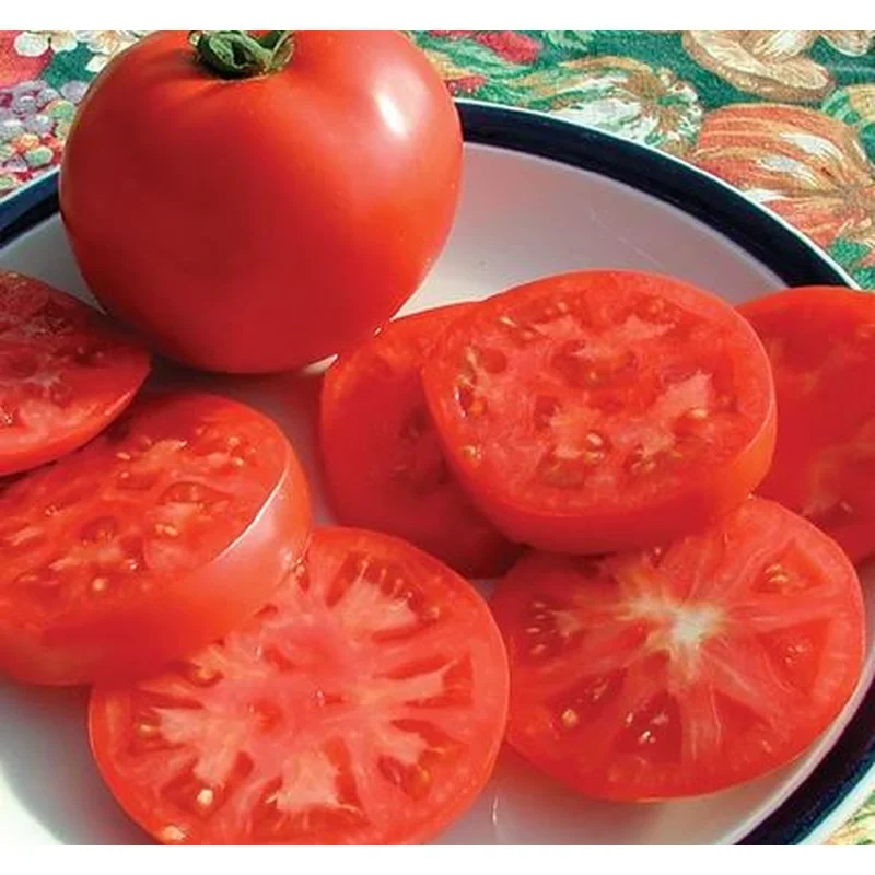 TOMATO LEGEND – 4″ POT