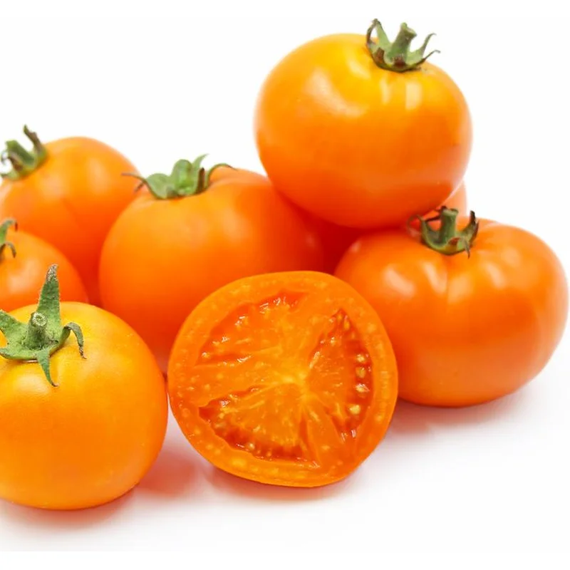 TOMATO MOONGLOW – 4″ POT