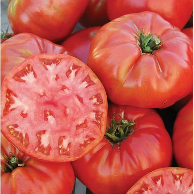 TOMATO MORTGAGE LIFTER – 4″ POT