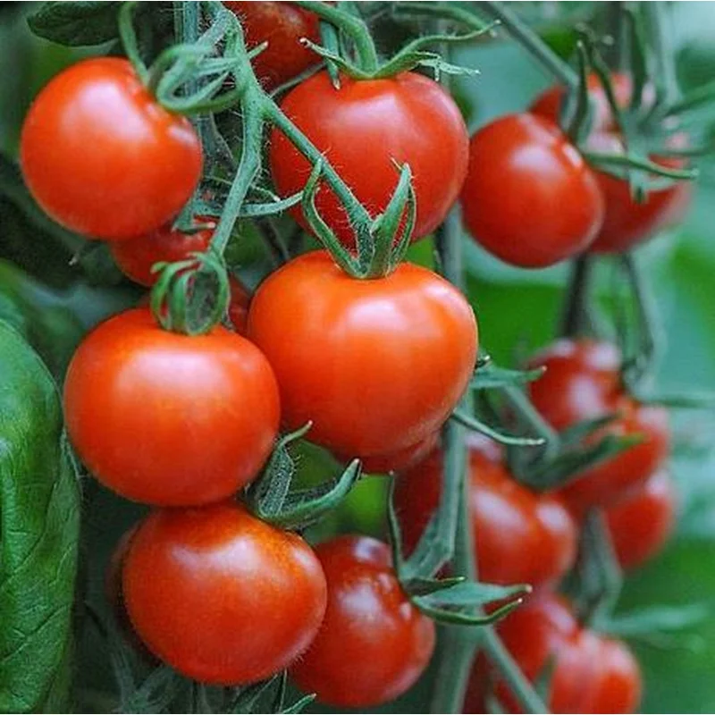 TOMATO MOUNTAIN MAGIC – 7 GALLON WITH CAGE