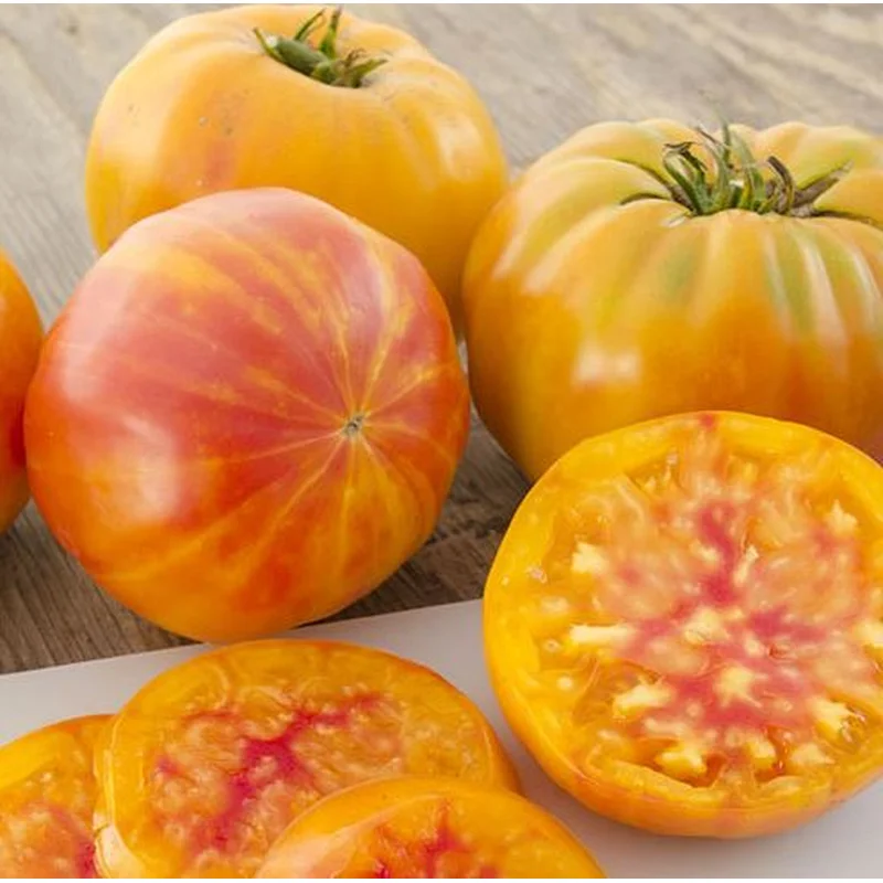 TOMATO MR. STRIPEY – 4″ POT