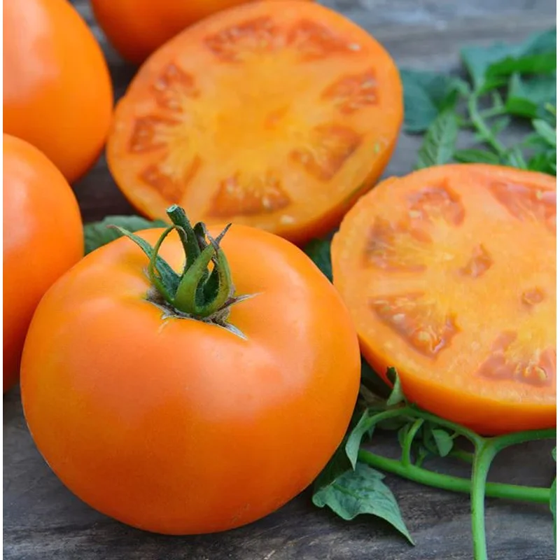TOMATO ORANGE WELLINGTON – 4″ POT