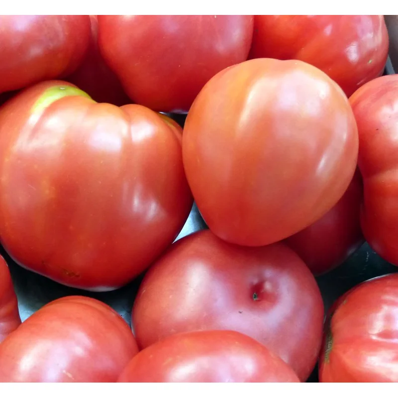 TOMATO OXHEART – 4″ POT