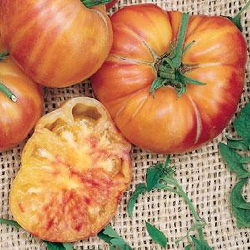 TOMATO PINEAPPLE – 4″ POT