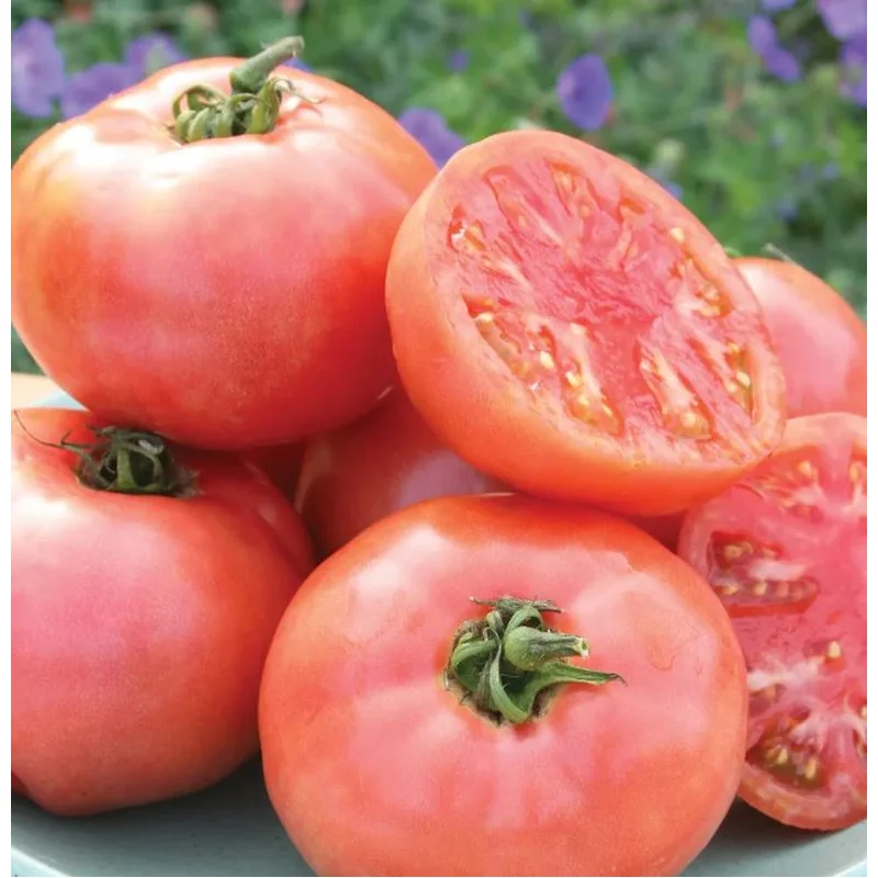 TOMATO PINK GIRL – FLAT OF 32 PLANTS