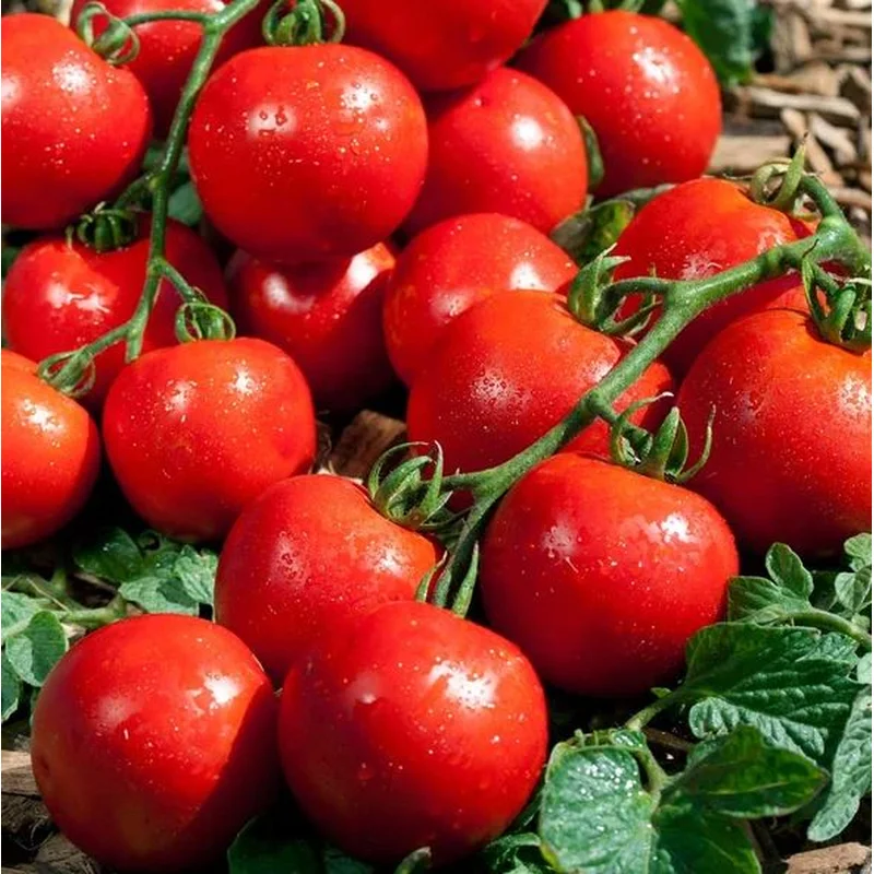 TOMATO PREMIO (SW EET CLUSTER) – 4″ POT